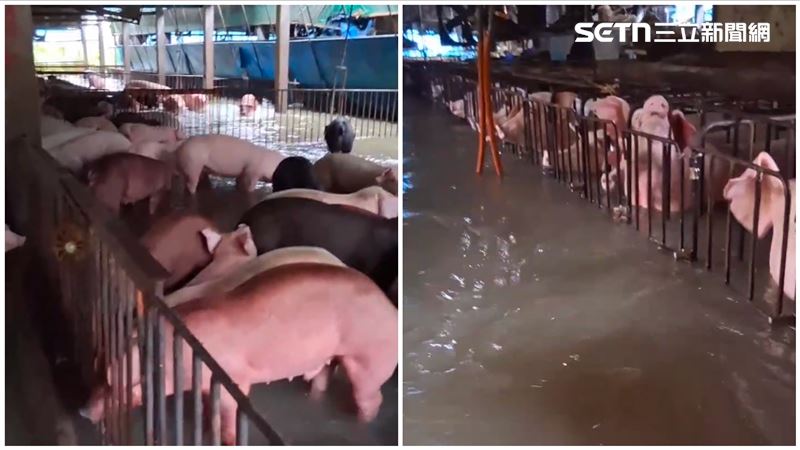 數百豬隻泡水低聲哀鳴,極力求生仰頭呼吸。(圖/記者廖國雄攝影)