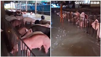 數百隻泡水豬低聲哀鳴　極力仰頭求一口氣
