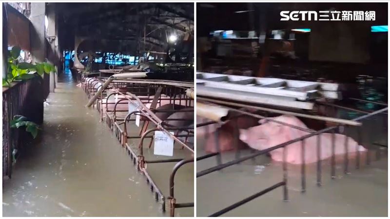 數百豬隻泡水低聲哀鳴,極力求生仰頭呼吸。(圖/記者廖國雄攝影)