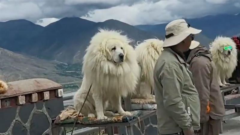 觀光客前往西藏，想與藏獒拍照。（圖／翻攝自微博）