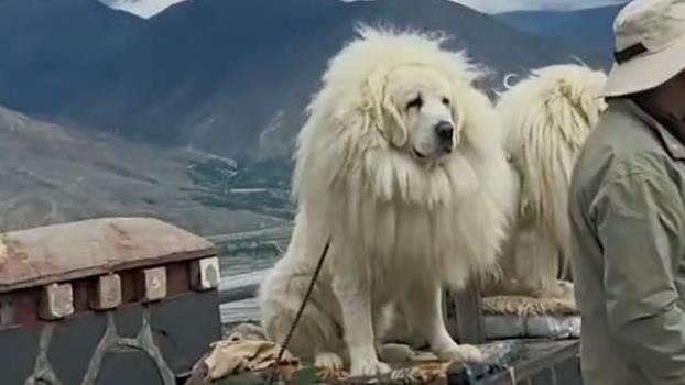 西藏付費合照藏獒！她愣：不是拉不拉多嗎