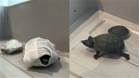 佛羅里達女子把2隻烏龜藏在胸罩裡，試圖闖關邁阿密機場，結果釀1死1送動保部門處理。（翻攝自臉書@Transportation Security Administration - TSA）