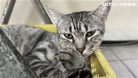 貓,家貓,貓咪,飼主,環境,好奇寶寶,物品,日本,作家,寵物,特徵,探索▲圖片描述。（圖／記者陳弘逸攝影）