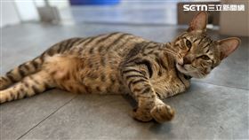 貓,家貓,貓咪,飼主,環境,好奇寶寶,物品,日本,作家,寵物,特徵,探索▲圖片描述。（圖／記者陳弘逸攝影）