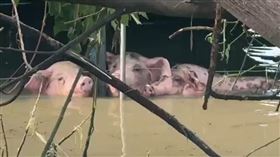 朴子市,嘉義縣,嘉義市,佳禾里,苦瓜寮,南台灣,豪雨,豬隻,豬農,大豪雨,淹水▲圖片描述。（圖／翻攝畫面）