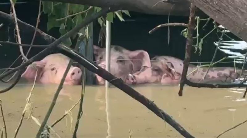 絕望畫面曝!雨灌豬舍水淹脖…牠們快滅頂