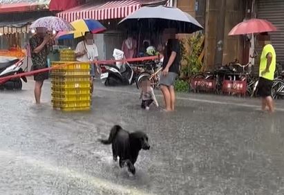狗狗在淹水的馬路上，開心地跳來跳去，就連小孩忍不住將水往牠的方向潑去，讓為了雨災而煩惱的人們瞬間被牠的天真與快樂所治癒。（圖／翻攝自Threads＠lucia_940806）