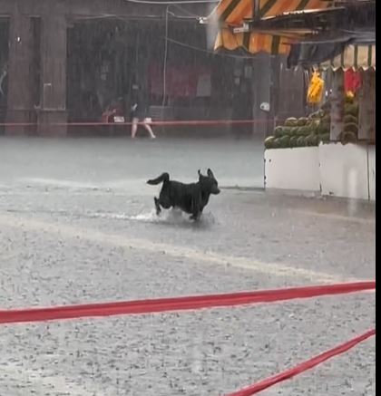 黑色狗狗宛如小朋友看到家門口淹水後，歡快的舞步簡直把馬路當成水樂園般盡情玩耍。（圖／翻攝自Threads＠lucia_940806）