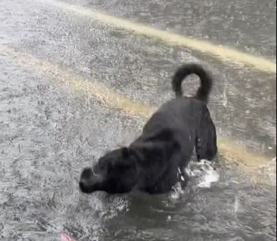 狗狗在淹水的馬路上，開心地跳來跳去，就連小孩忍不住將水往牠的方向潑去，讓為了雨災而煩惱的人們瞬間被牠的天真與快樂所治癒。（圖／翻攝自Threads＠lucia_940806）
