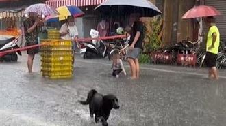 獨／嘉義淹水狗奴苦哈哈　唯毛孩在狂歡？