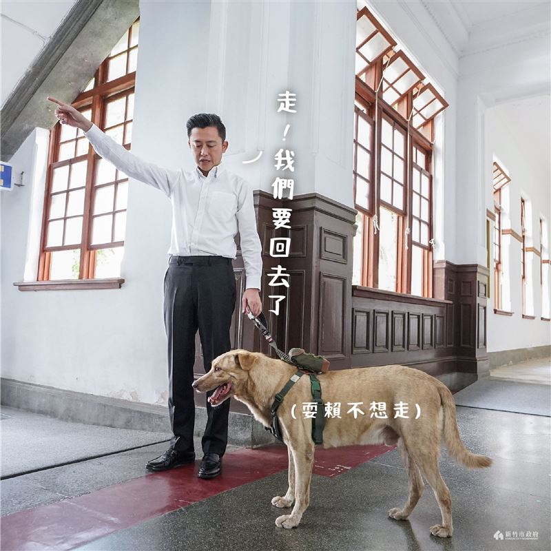 曾任市府犬的棕棕,已經有民眾出面願意認養。(圖/翻攝自林智堅臉書)