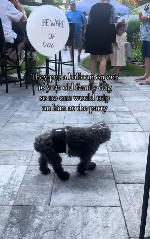 飼主艾莉莎擔心愛犬被賓客踩到，才想出這一妙招。（圖／翻攝自TikTok @alexastocks）
