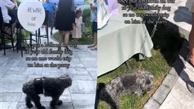 16歲約克夏參加派對「身上綁一顆氣球」爆紅。（圖／翻攝自TikTok @alexastocks）