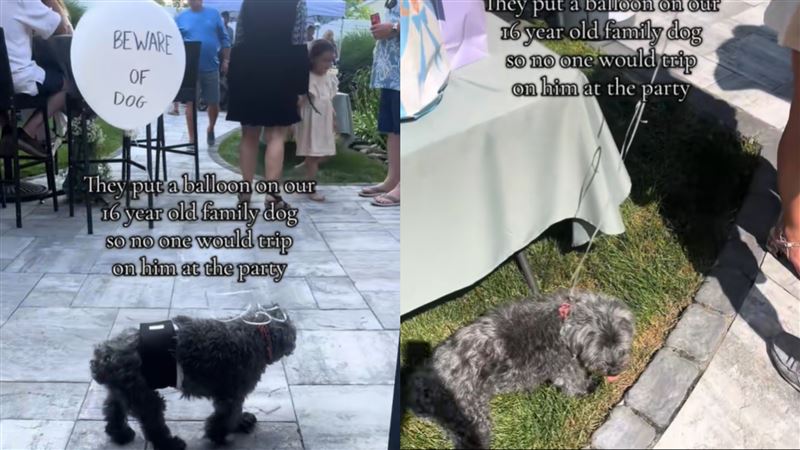 牠派對身上綁一顆氣球爆紅…暖心原因曝