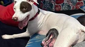 白狗肚子旁邊，竟長出一張詭異的異形巨嘴。（圖／翻攝自《The Dodo》）