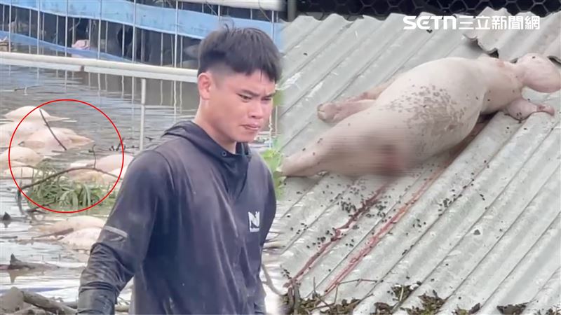 隔著螢幕都能感覺到豬農有多絕望。（圖／翻攝畫面）