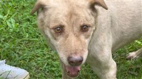 棕棕,新竹市政府,市府犬,林智堅（圖／翻攝畫面）