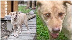 棕棕,新竹市政府,市府犬,林智堅（圖／翻攝畫面）