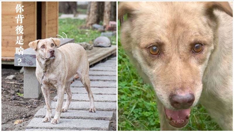 竹市府犬遭爆「被棄養」棕棕現況曝光