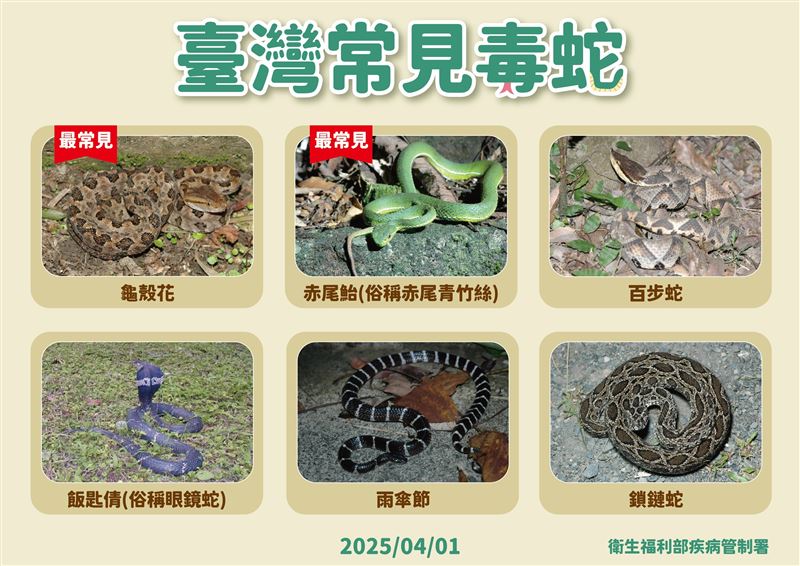 台灣常見毒蛇種類。（圖／疾管署提供）