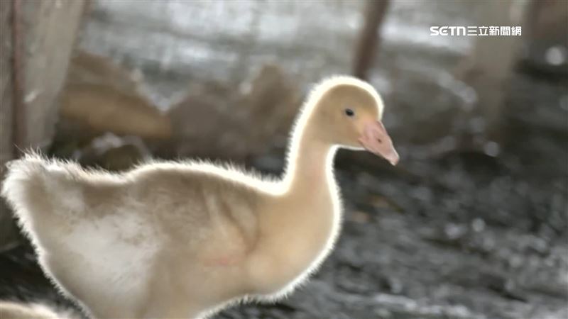 台南慘淹！2000隻雛鵝失溫亡、業者損30萬