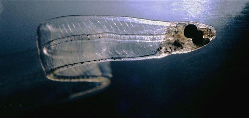 柳葉鰻並非特定一種魚,而是鰻魚的發育形態。(圖/翻攝自維基百科)