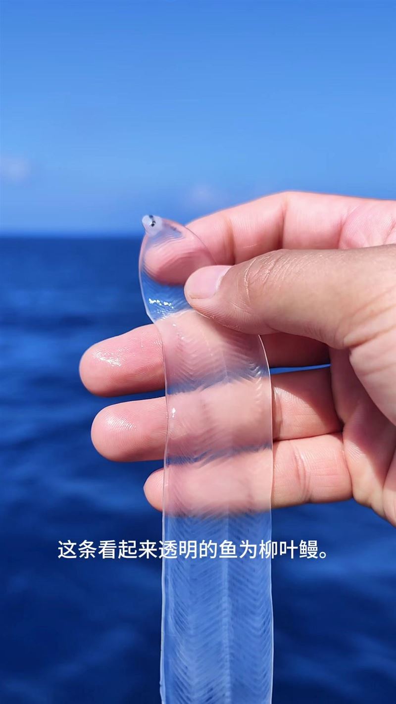 中國海洋科學考察團隊近日意外捕獲一條透明鰻魚。(圖/翻攝自微博)