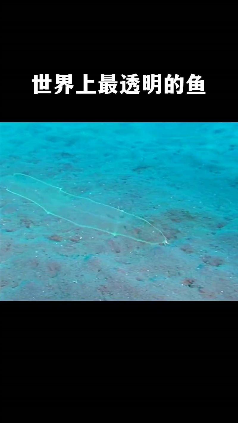 柳葉鰻連魚骨都透明,在海底幾乎隱形。(圖/翻攝自微博)