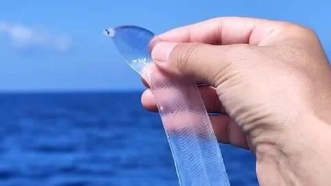 罕見透明鰻魚！如海中寬粉　專家提醒別吃