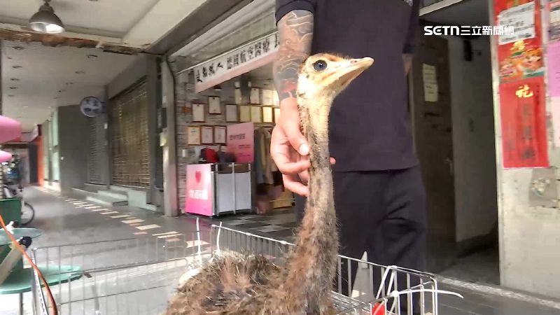 信義區街頭驚見鴕鳥　超呆萌本尊登場