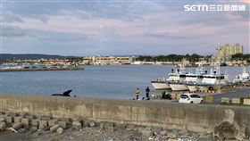 南寮漁港（圖／記者羅欣怡攝影）