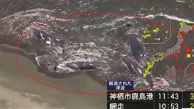 俄羅斯遠東堪察加半島外海今天（30日）上午7時24分發生規模8.8的強震，日本氣象廳針對沿岸17個地區發布海嘯警報，有民眾在千葉縣館山市海灘發現4頭抹香鯨擱淺岸邊。