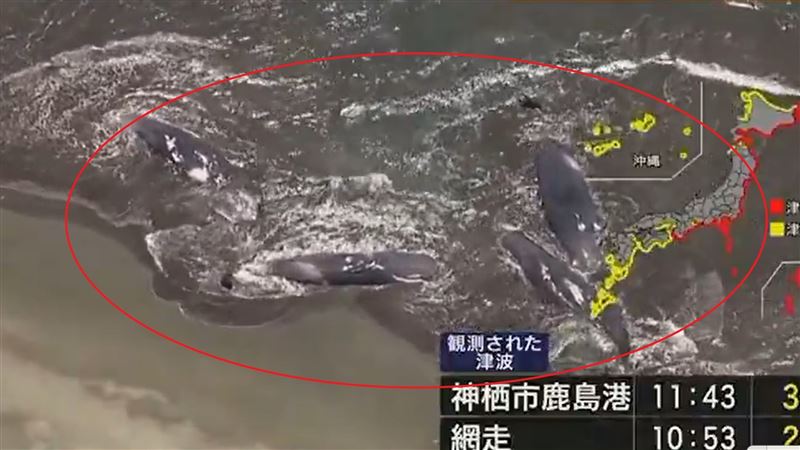日媒拍到抹香鯨擱淺在千葉縣海岸邊。（圖／翻攝自X）