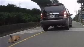 可憐米克斯被無故綁在車後拖行，遭遇十分心疼。（圖／翻攝畫面）