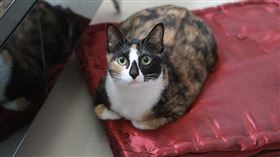 ▲三色貓（圖／翻攝自維基百科）