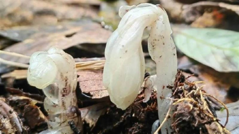 水晶蘭因其神秘特性，也被稱作「冥界之花」。（圖／翻攝畫面）