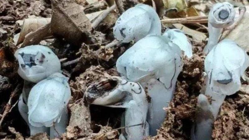 神話中「冥界之花」現世 一碰觸即枯萎