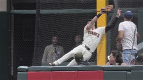 ▲雅澤姆斯基（Mike Yastrzemski）撲進場邊護欄沒收界外球。（圖／美聯社／達志影像）