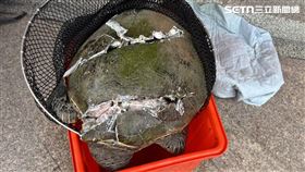 屏東琉球鄉,綠蠵龜,海龜,屍體,背甲,沙灘,船槳