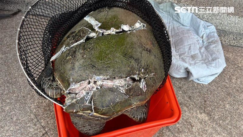 一隻長達95公分的綠蠵龜被人發現「殼開肉綻」。（圖／翻攝畫面）