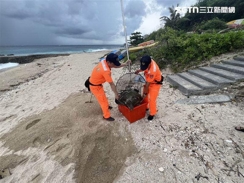 海巡人員於沙灘就地掩埋海龜，回歸大自然。（圖／翻攝畫面）