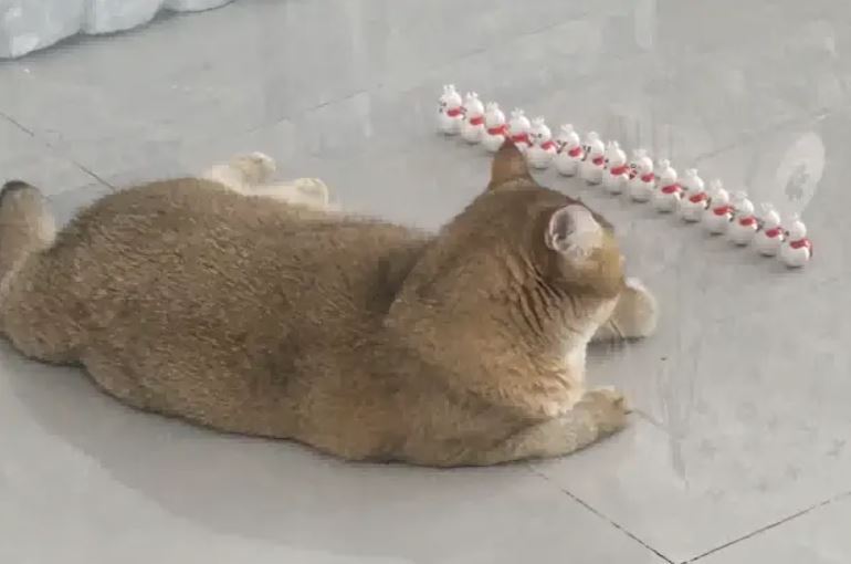 飼主火速入手幾個新玩具,沒想到主子立馬開始替這些「新進員工」做訓練,確認每一位雪人都能站好。(圖/翻攝自微博)