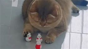 ▲貓（圖／翻攝自微博）