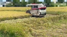 新竹,稻田,汞,底泥（圖／翻攝畫面）