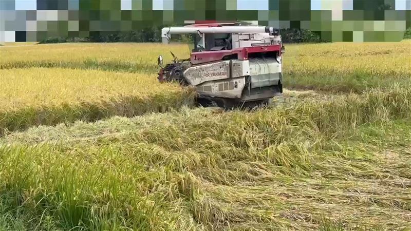 竹市九甲埔稻作爆「汞汙染」 市府說話了