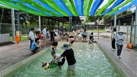 寵物用戲水池,水療,復健,寵物,桃園（圖／桃園市農業局提供）