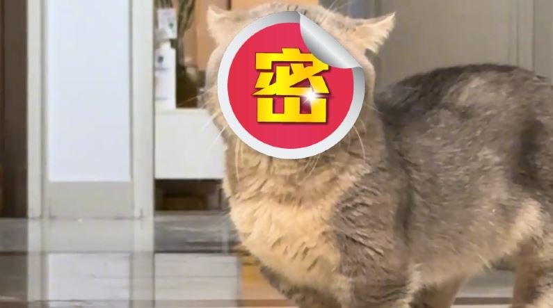 小貓太鬧！貓媽找主人訴苦　網見表情笑翻