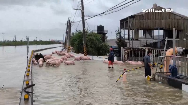 中南部連日豪雨,有豬隻被淹死,也影響到豬肉供應量