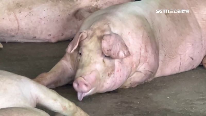受高溫、疫病及風災、豪雨影響，台灣近日豬源傳出短缺。（示意圖／翻攝畫面）