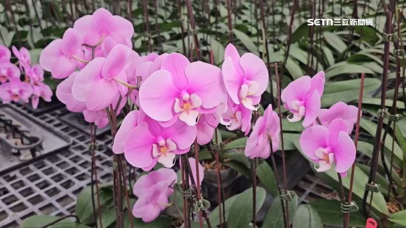 台灣蘭花銷往美國原本「0關稅」,如今傳來20%關稅消息震驚業界
